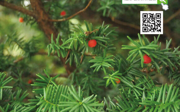 遠野しんりんだより第58号