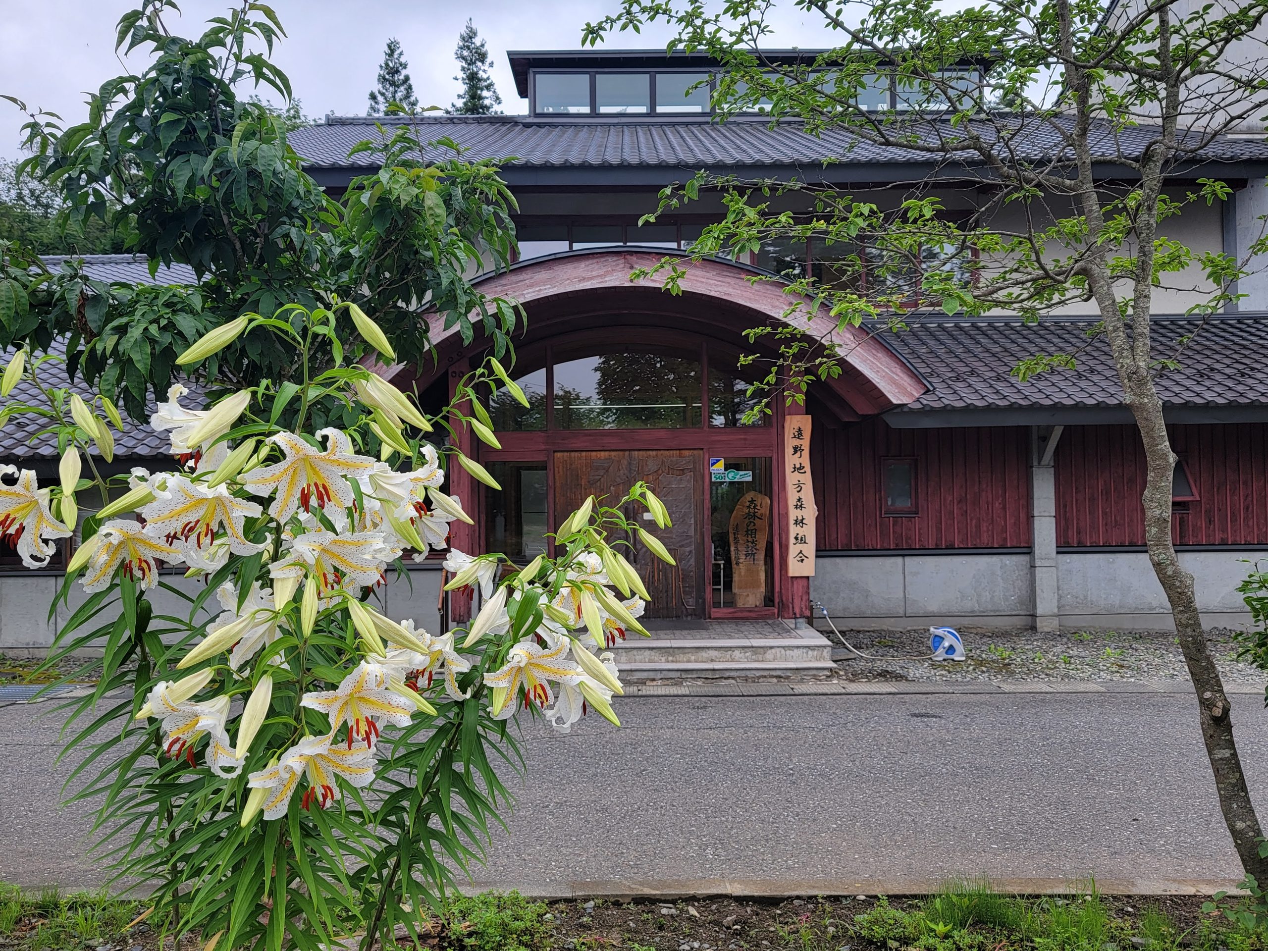 森林総合センターに今年もヤマユリが咲き始めました