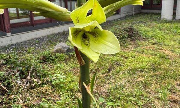 森林総合センターに今年もヤマユリが咲き始めました